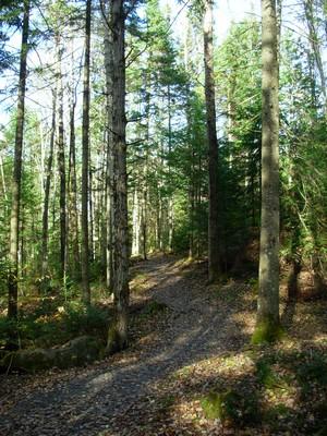 chemin-des-arbres.jpg