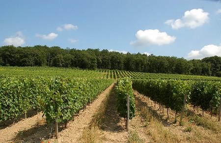 grand-pere-vignoble.jpg